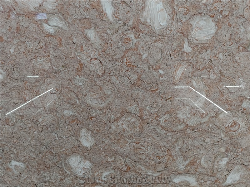 Orient Fossil  Limestone 20Mm Thick Polished Surface Slabs