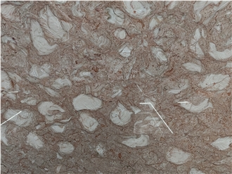 Orient Fossil  Limestone 20Mm Thick Polished Surface Slabs