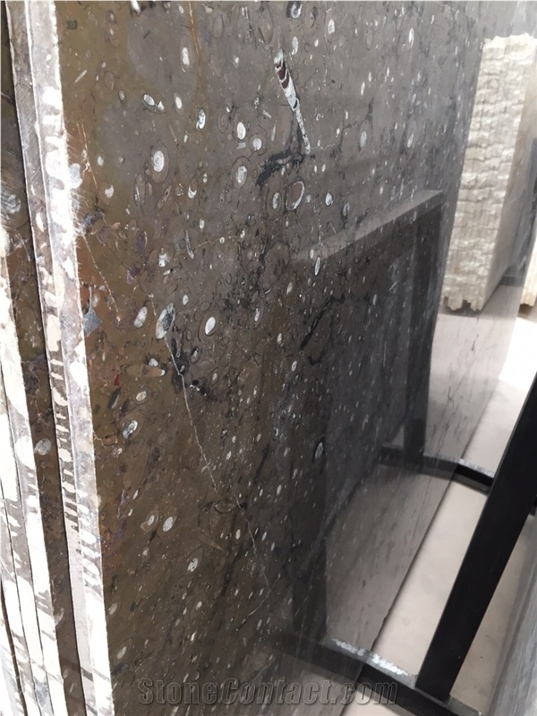 Devonian Brown Fossil Marble Slabs