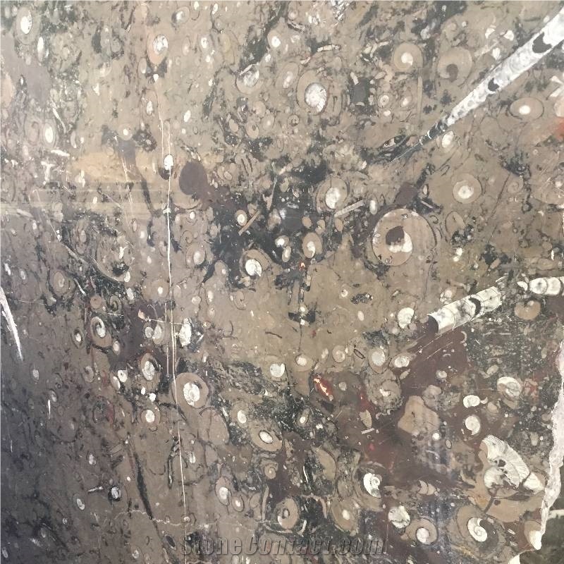 Devonian Brown Fossil Marble Slabs