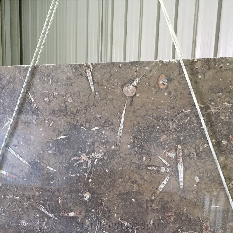 Devonian Brown Fossil Marble Slabs