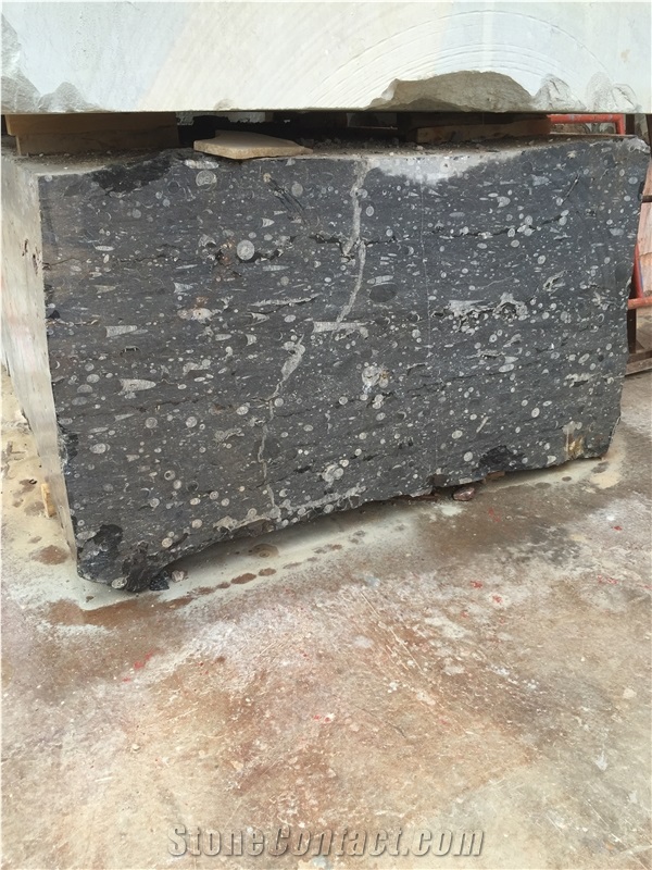 Devonian Fossil Black Marble Blocks