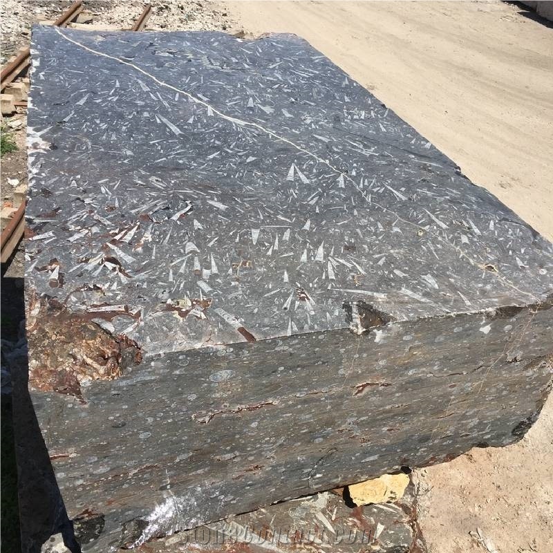 Devonian Fossil Black Marble Blocks