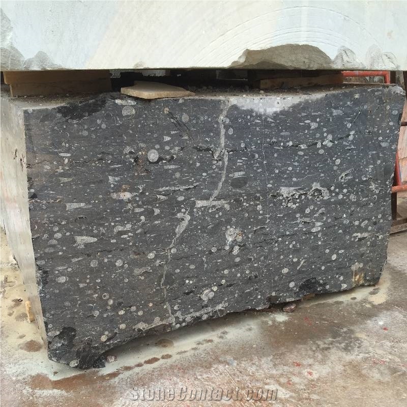 Devonian Fossil Black Marble Blocks