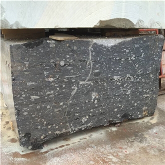 Devonian Fossil Black Marble Blocks