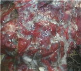 Mineral Land PK