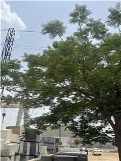 Shri Kuber Granite