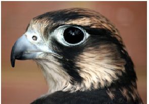 Falcon Enterprises