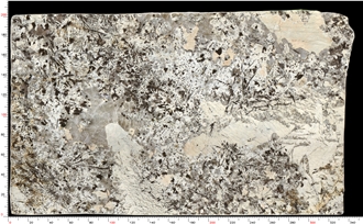 Patagonia Quartzite Slabs Distinctive Grain Robust Durability