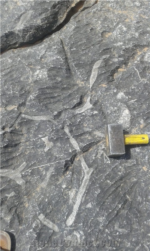 Sidi Ali Tafraout Errachidia Black Coral Marble Quarry
