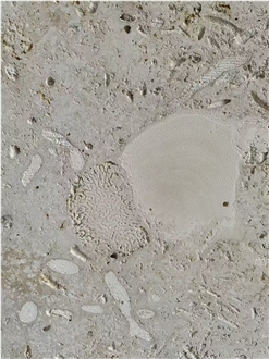 Guatemala Beige Coral Stone Machine Cut Slabs