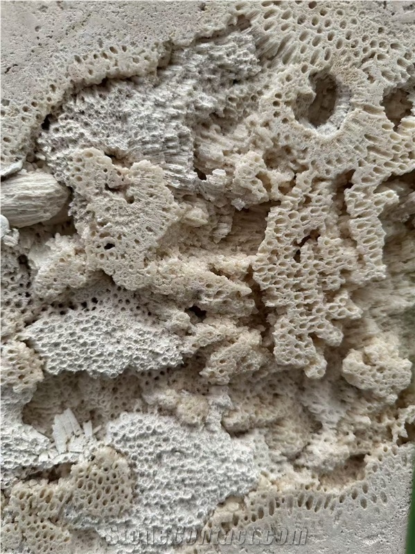 Guatemala Beige Coral Stone Machine Cut Slabs