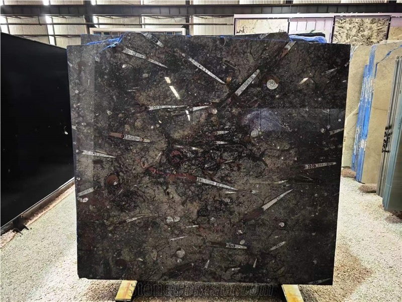 Fossil Black Marble Slabs
