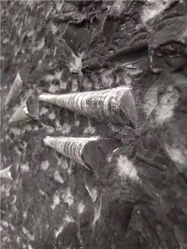 Fossil Black Marble Slabs