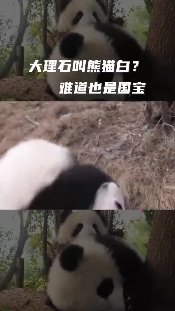 China Panda White Black Dining Table