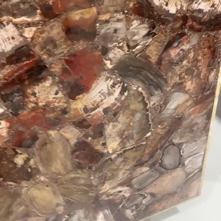 Backlit Tree Fossil Stone Semiprecious Slabs