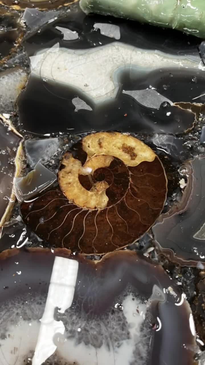 Grey Agate With Fossil Snail Gem Stone Slab - Gemstone High-End Product