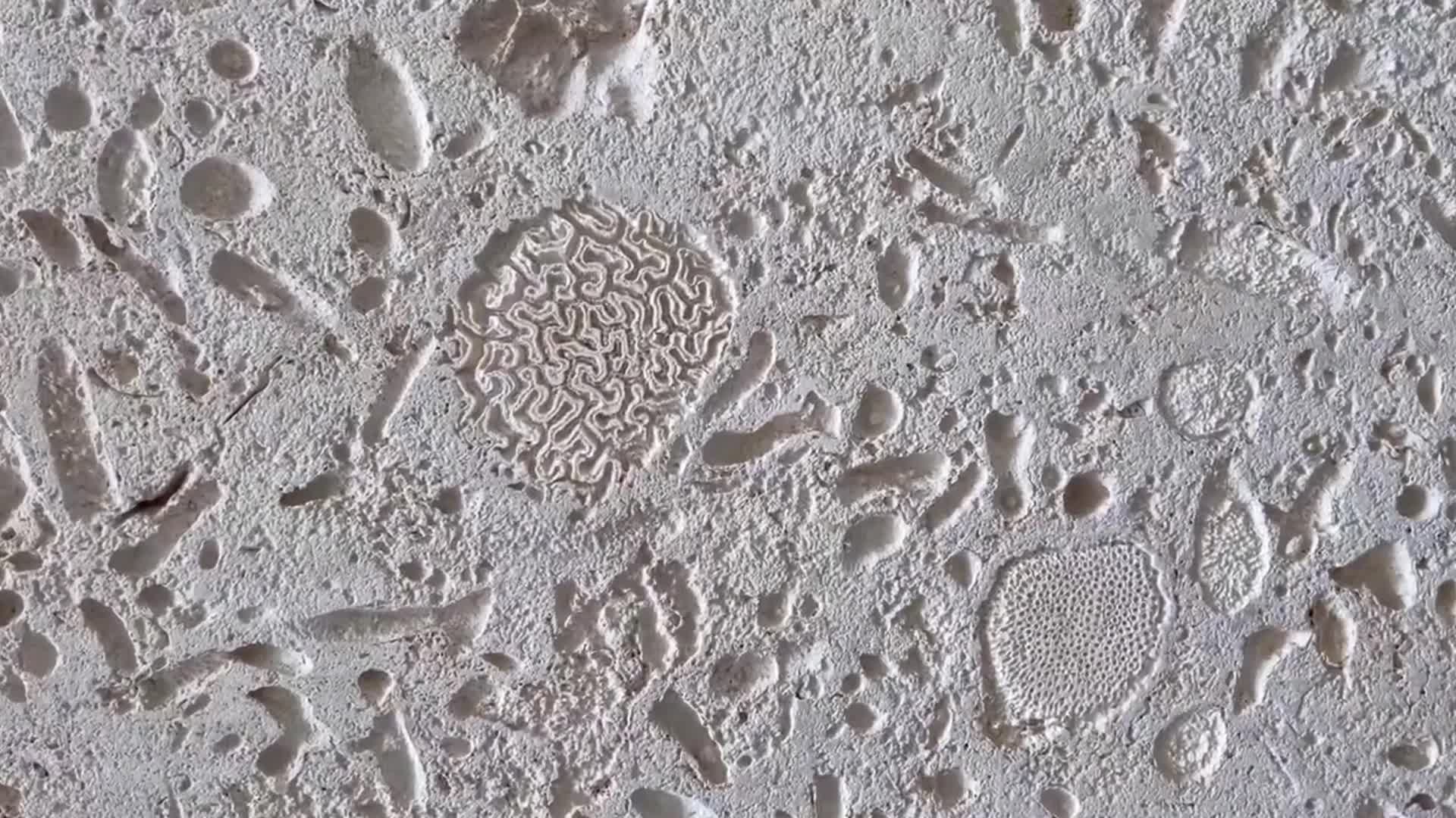Dominican White Coral Stone Slabs